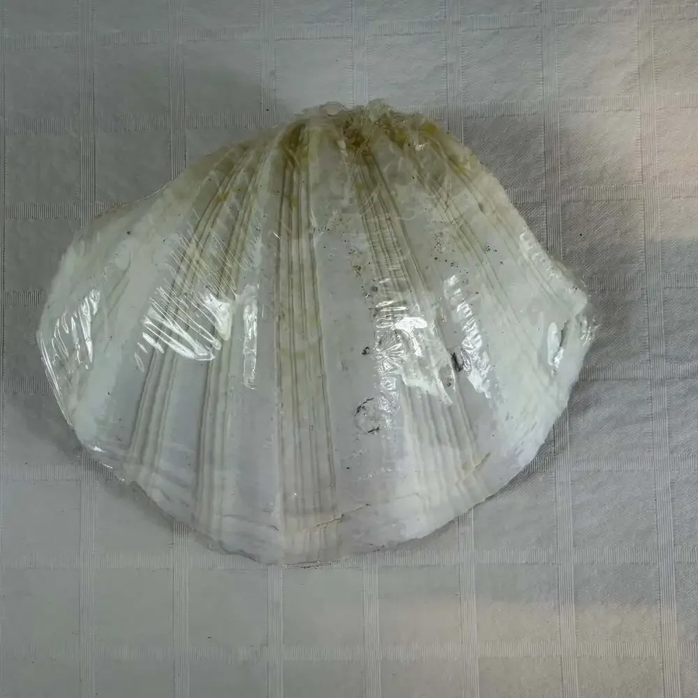 N/A shell topped